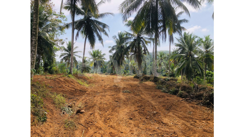 valuable-3-acres-of-coconut-land-for-sale-in-gampaha-big-3