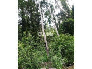 NATURE LAND FOR SALE IN RATNAPURA KALAWANA AYAGAMA