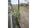 valuable-land-for-sale-in-mahabage-small-2