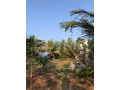 land-with-house-for-sale-or-rent-in-kokkawila-chilaw-small-2
