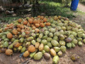 coconut-land-with-farm-house-small-4