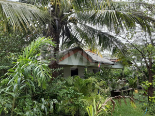 COCONUT LAND WITH FARM & HOUSE