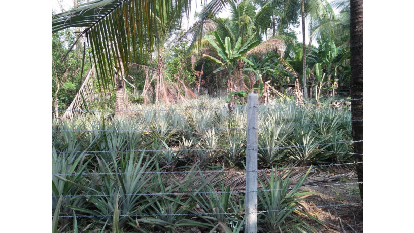 land-for-sale-in-yakkala-big-6