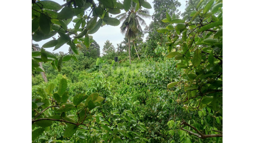 land-for-sale-in-thilakapura-ambalangoda-big-3