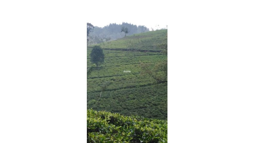 tea-estate-available-for-sale-in-nuwara-eliya-big-6