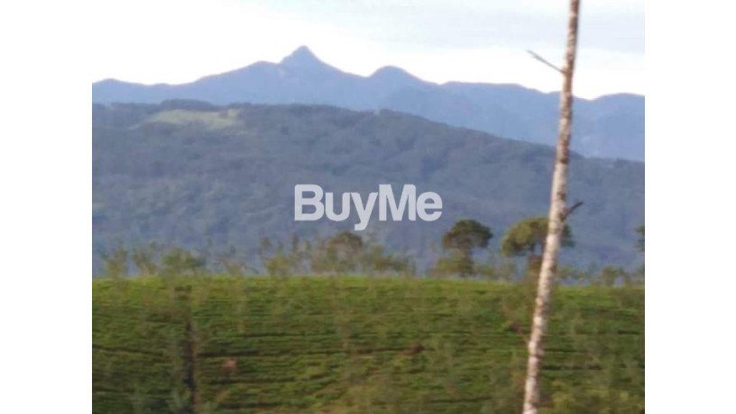 tea-estate-available-for-sale-in-nuwara-eliya-big-4