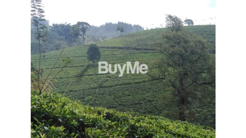 tea-estate-available-for-sale-in-nuwara-eliya-big-3