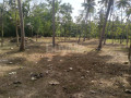 tangalle-marakolliya-land-with-coconut-cinnamon-trees-small-3