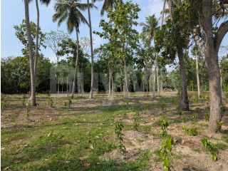 TANGALLE , MARAKOLLIYA, LAND WITH COCONUT, CINNAMON TREES