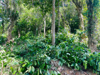 LAND FOR SALE IN KANDY