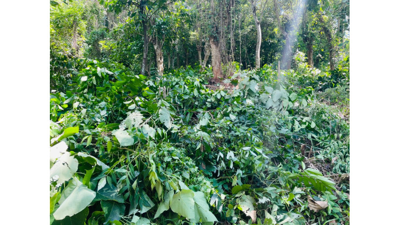land-for-sale-in-kandy-big-2