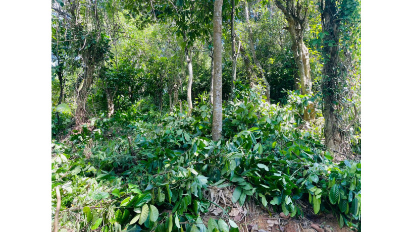 land-for-sale-in-kandy-big-0