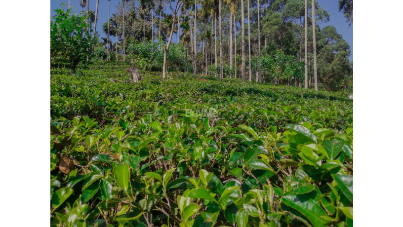 house-for-sale-in-gampola-with-tea-land-urgent-sale-big-6