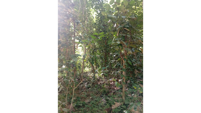 land-with-house-for-sale-in-moneragala-big-3