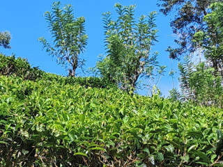 TEA/ RUBBER LAND FOR SALE IN YATIYANTOTA