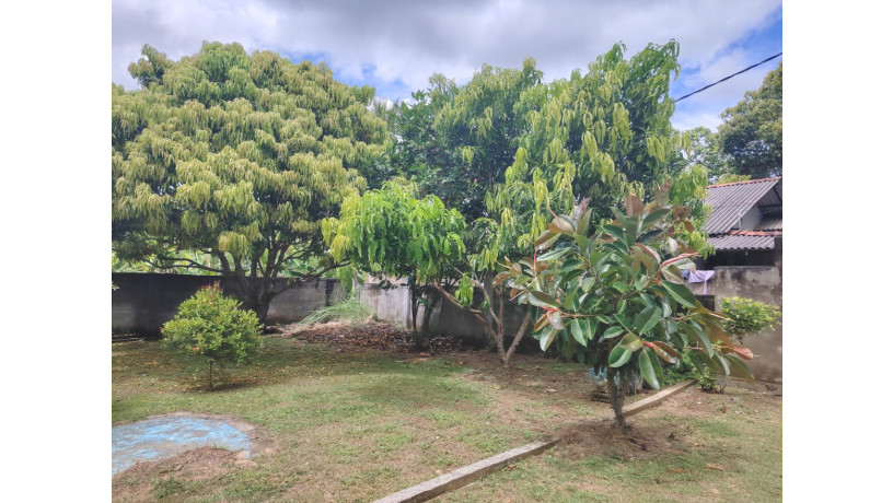 land-with-house-for-sale-in-buttala-big-7