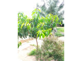 land-with-two-annex-for-sale-in-ja-ela-small-6
