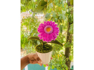 CUTE POT