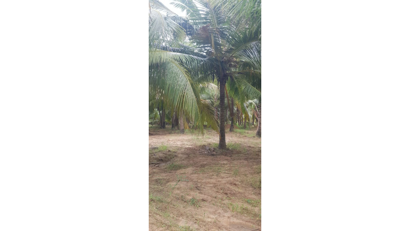 land-for-sale-in-puttalam-town-big-3