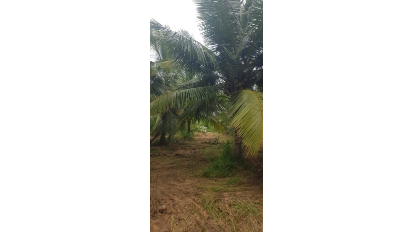 land-for-sale-in-puttalam-town-big-4
