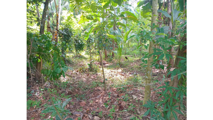 land-for-sale-in-gampha-big-7