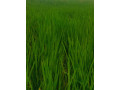 land-for-sale-small-0