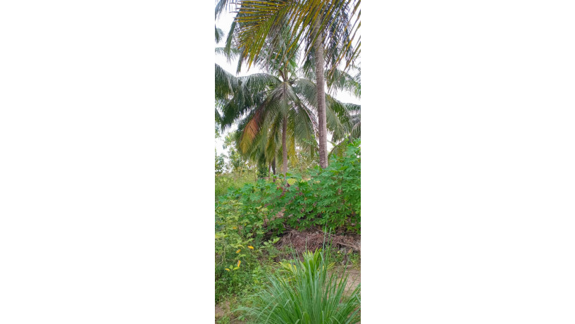 7-acres-of-land-for-sale-in-mahaoya-ampara-big-3
