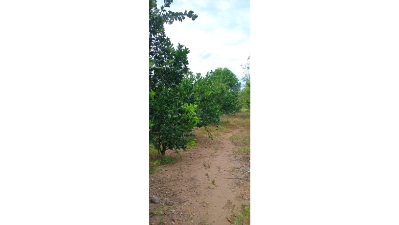 7-acres-of-land-for-sale-in-mahaoya-ampara-big-7