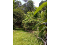 land-for-sale-in-minuwangoda-small-0