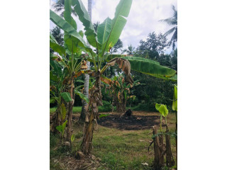 LAND FOR SALE IN KATULANDA DELGODA