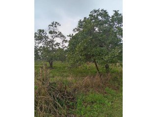 LAND FOR SALE IN ANURADHAPURA OYAMADUWA