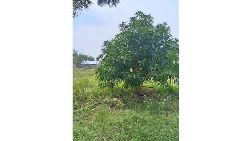 land-for-sale-in-anuradhapura-oyamaduwa-big-3