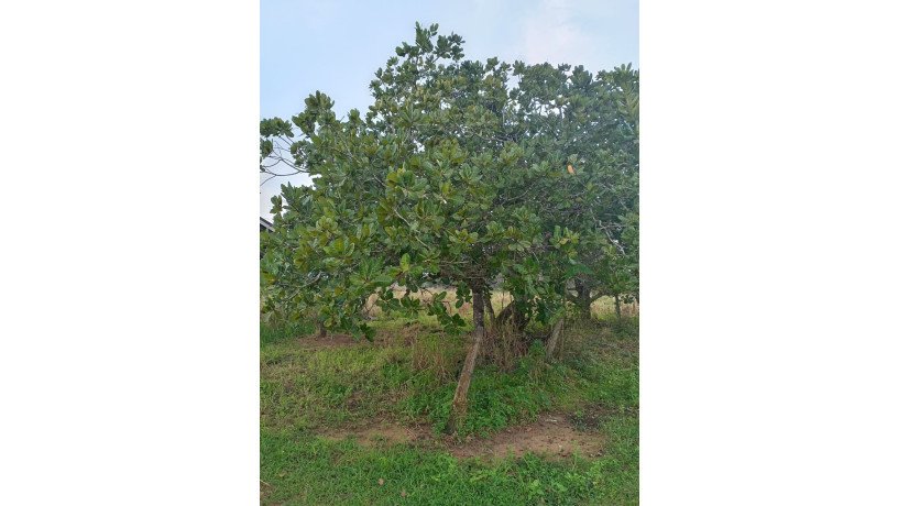 land-for-sale-in-anuradhapura-oyamaduwa-big-2