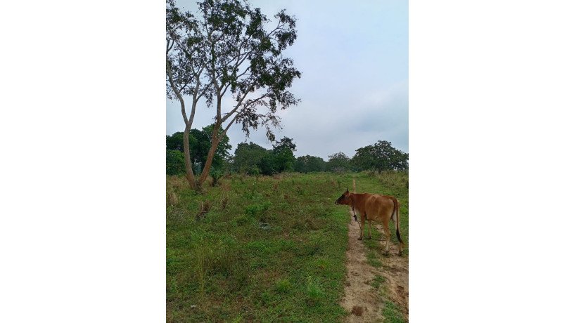 land-for-sale-in-anuradhapura-oyamaduwa-big-5