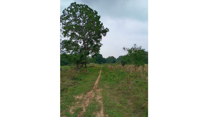 land-for-sale-in-anuradhapura-oyamaduwa-big-6