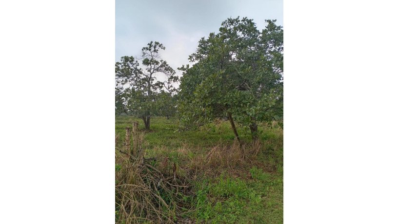 land-for-sale-in-anuradhapura-oyamaduwa-big-0