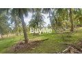 beautiful-coconut-land-for-sale-in-kandakuliya-kalpitiya-small-0