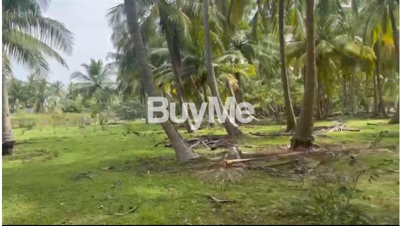 beautiful-coconut-land-for-sale-in-kandakuliya-kalpitiya-big-1