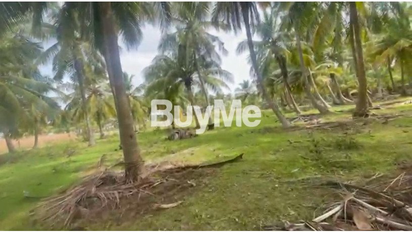 beautiful-coconut-land-for-sale-in-kandakuliya-kalpitiya-big-0