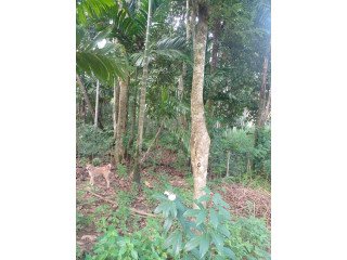 LAND FOR SALE IN RATNAPURA
