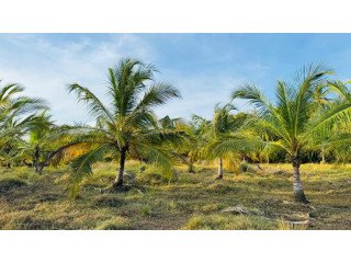 COCONUT LAND FOR SALE IN CHILAW