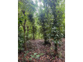 land-for-sale-in-matale-small-4