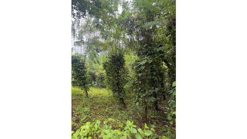 land-for-sale-in-matale-big-5