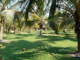 COCONUT LAND FOR SALE IN KATANA, MADAMPALLA