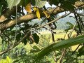land-for-sale-in-kesbewa-small-5