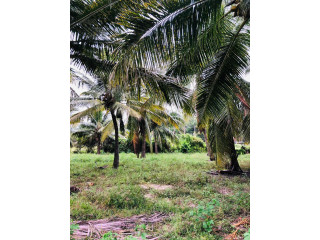 VALUABLE LAND FOR SALE IN MAMPURI, PUTTALAM (KALPITIYA ROAD)