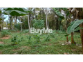 well-maintained-coconut-land-for-sale-in-kuliyapitiya-small-2