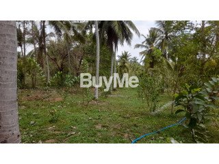 WELL MAINTAINED COCONUT LAND FOR SALE IN KULIYAPITIYA