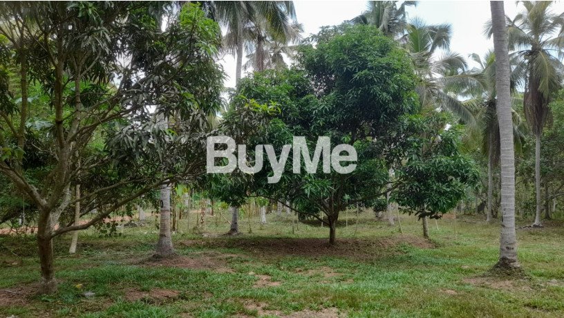 well-maintained-coconut-land-for-sale-in-kuliyapitiya-big-7