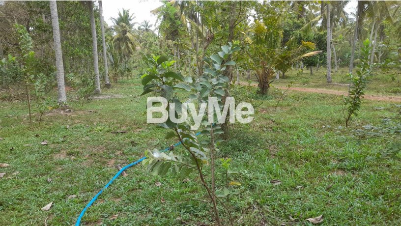 well-maintained-coconut-land-for-sale-in-kuliyapitiya-big-6